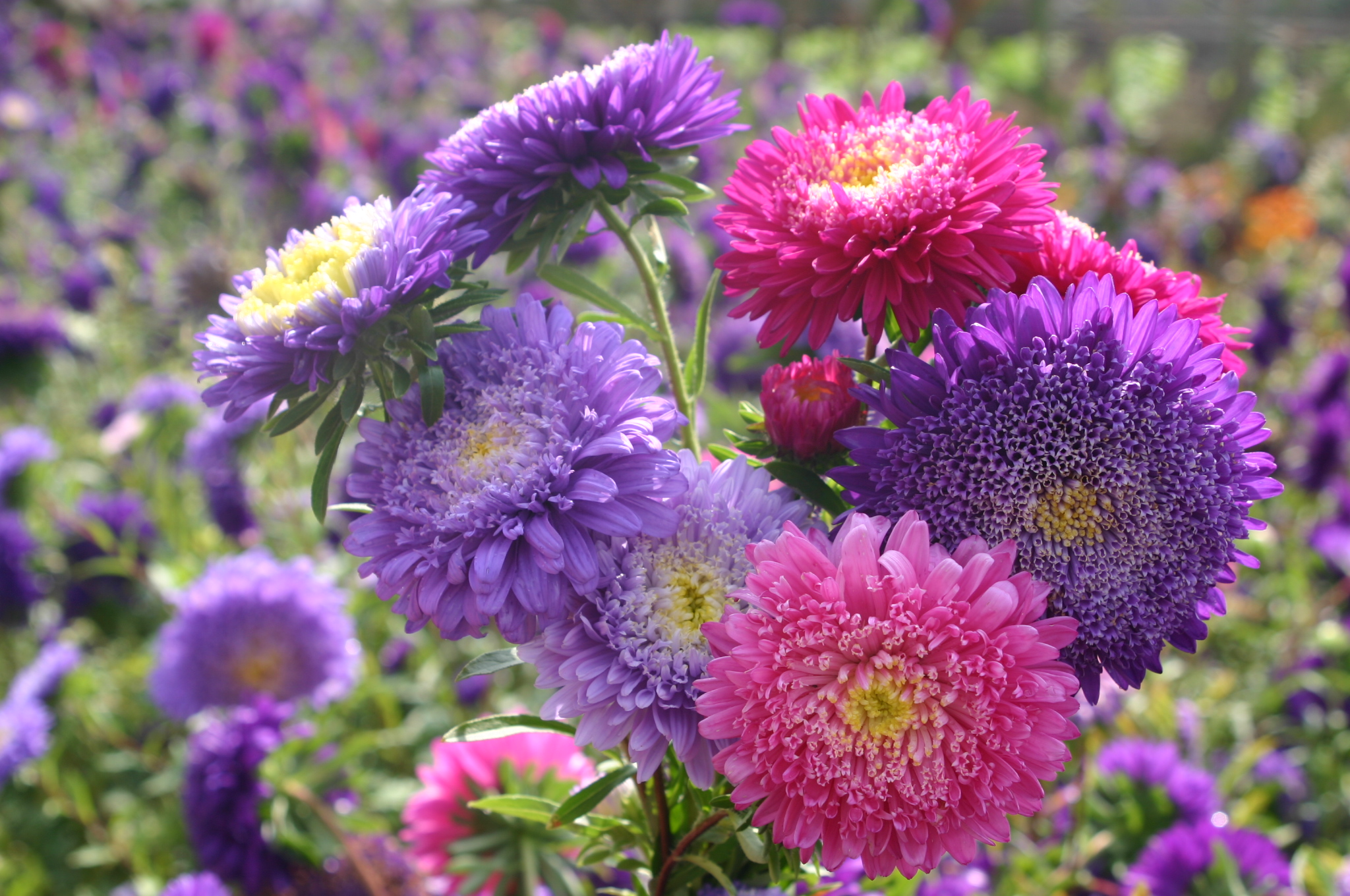 Callistephus chinensi